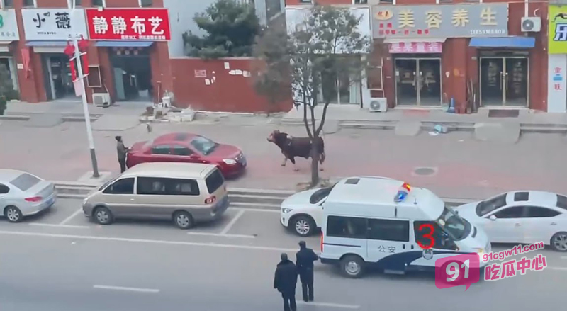 安徽淮北濉溪县肉牛发疯撞人 警察发射两枪居然一点事都没有 这牛是真牛逼啊！ 配图3