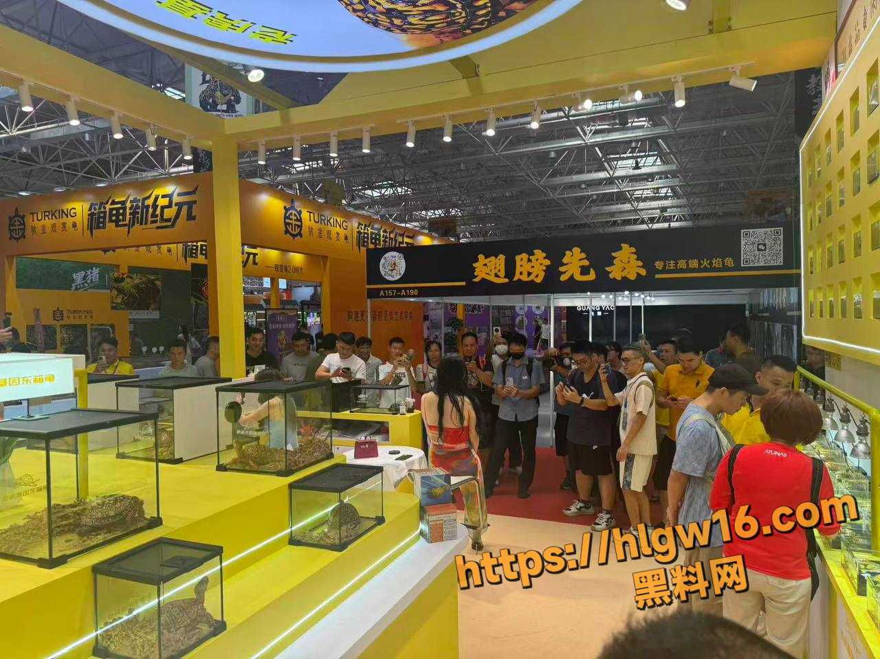 广东佛山顺德世界名龟展网红擦边秀 低胸超短 开档黑丝诱惑 龟友们拍照狂欢！