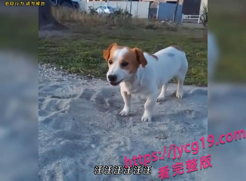 惹谁不好惹动物！挑衅反被爆打的爆笑翻车现场 配图