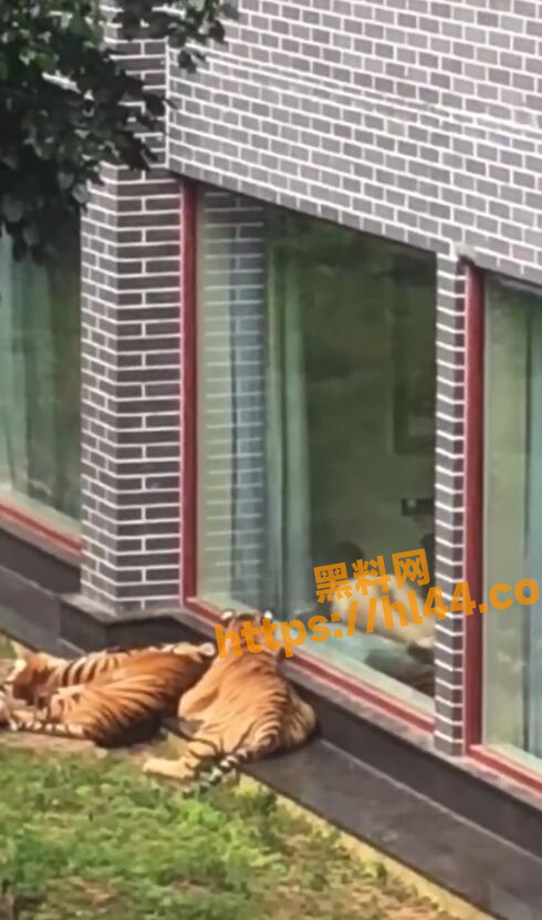 广西平南雄景生态酒店 阿朱《与虎同行》写真合集 后续全裸勾引摄影师被酒店网友偷怕曝光！