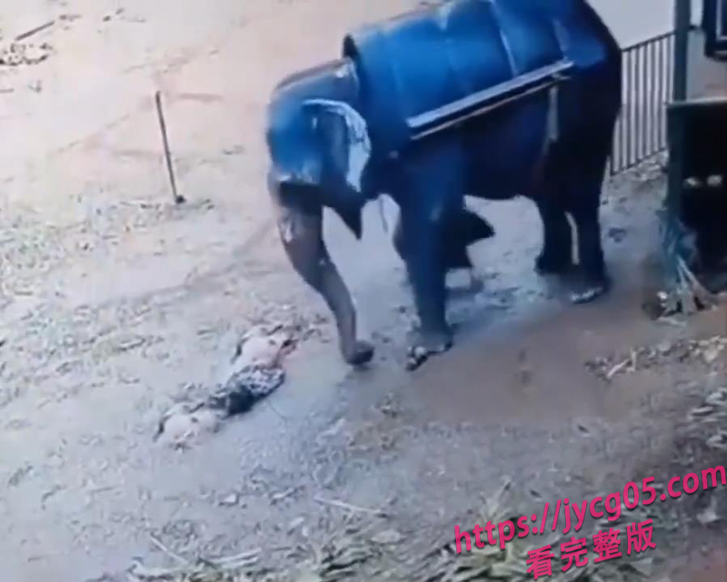 印度驯象师现场被象踩爆！游客还在场！全网曝光！ 配图4