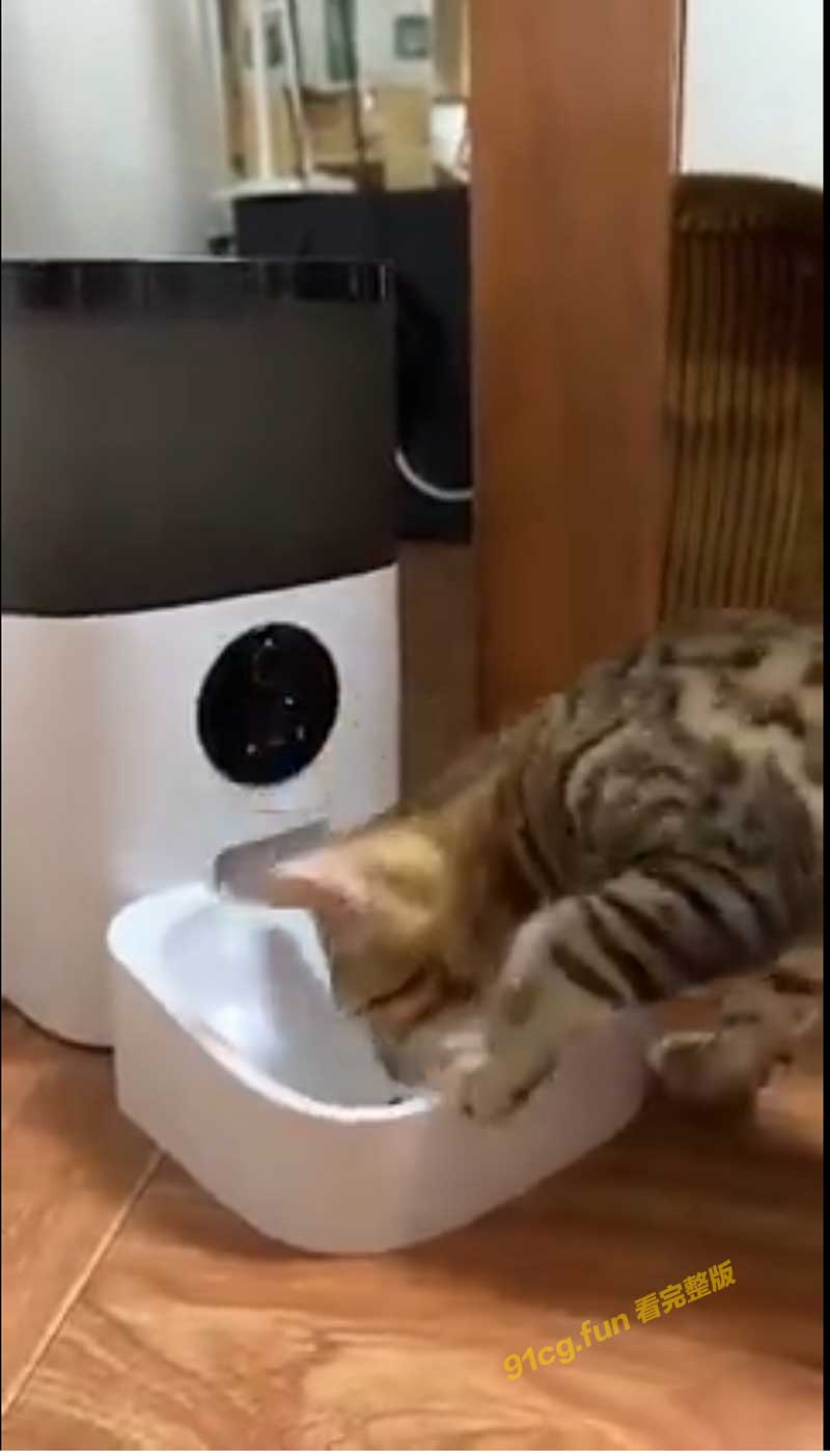 关于人转世为猫 #猫语