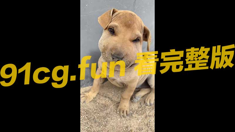 可爱的狗狗被蜜蜂叮到