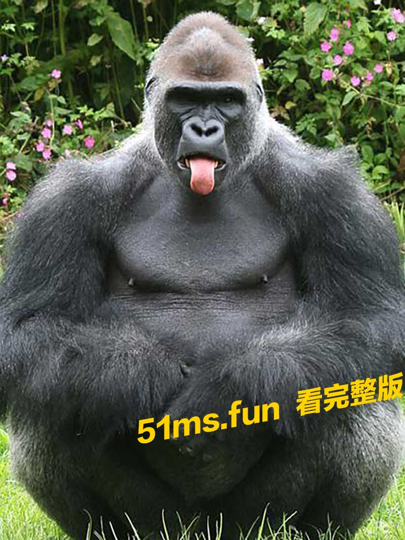 天哪 ! 大猩猩自己生火烤棉花糖 !