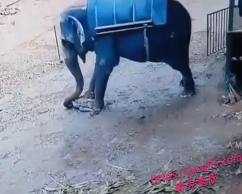 印度驯象师现场被象踩爆！游客还在场！全网曝光！ 配图3