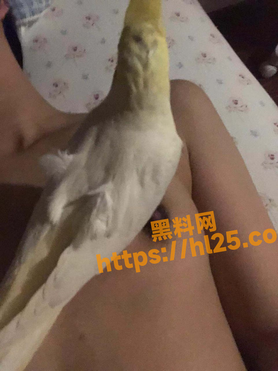 曝光婊子胡凯婷居家自拍，羞涩的外表之下，却隐藏着放荡的心