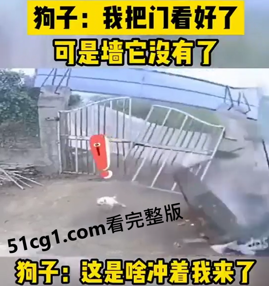 #狗子 #车祸 看门行,墙看不住啊