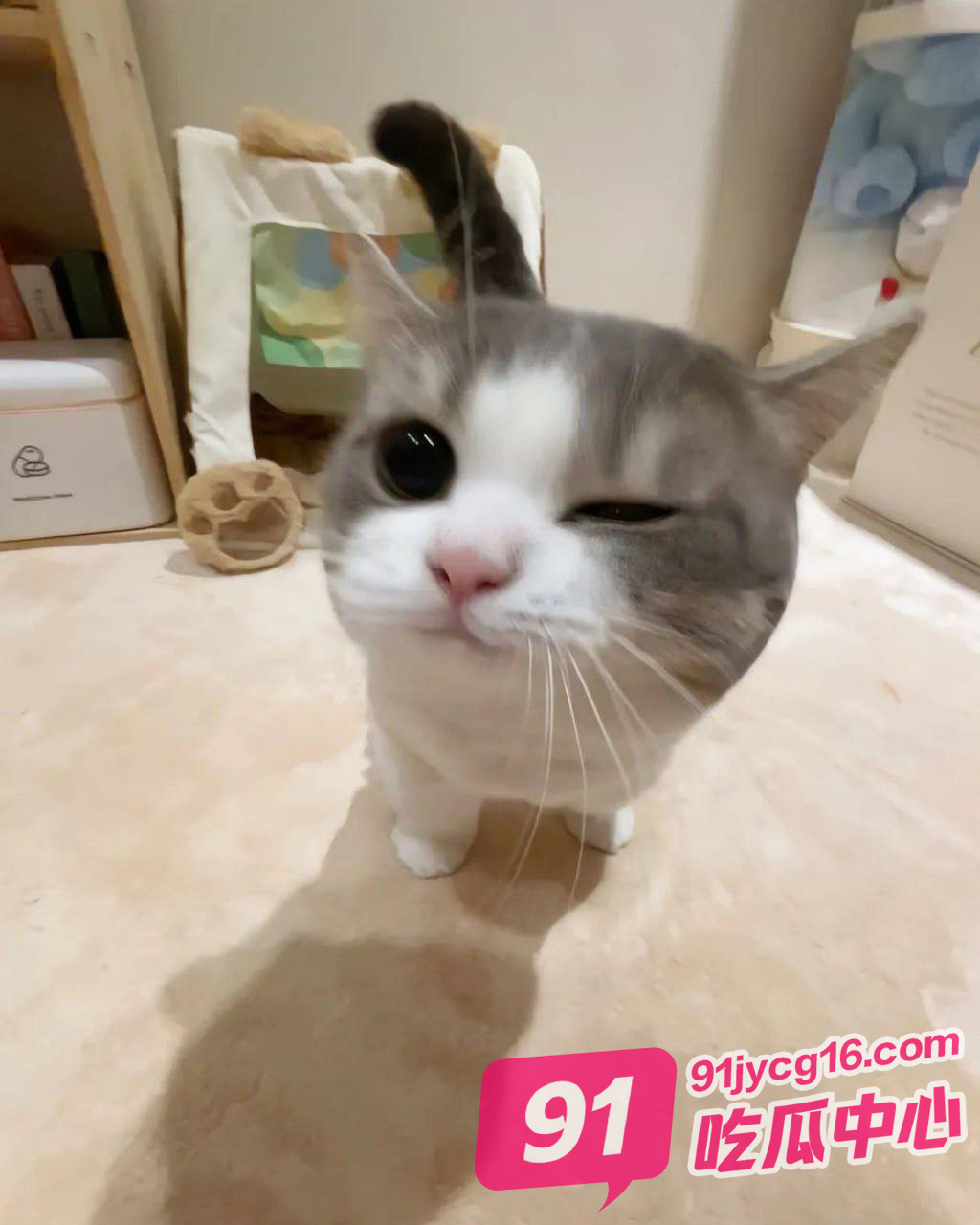 萌宠推荐 可爱的小猫当然要分享给可爱的人~ 配图2