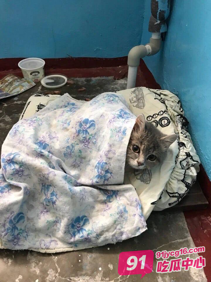 萌宠推荐 可爱的小猫当然要分享给可爱的人~ 配图3