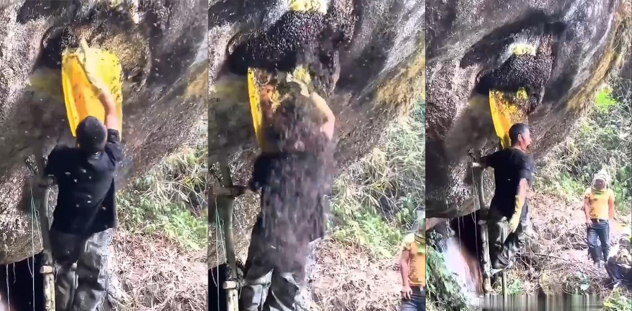 只打巅峰赛！云南老师傅蜂巢前狂秀操作 蜜蜂浴闪瞎人！