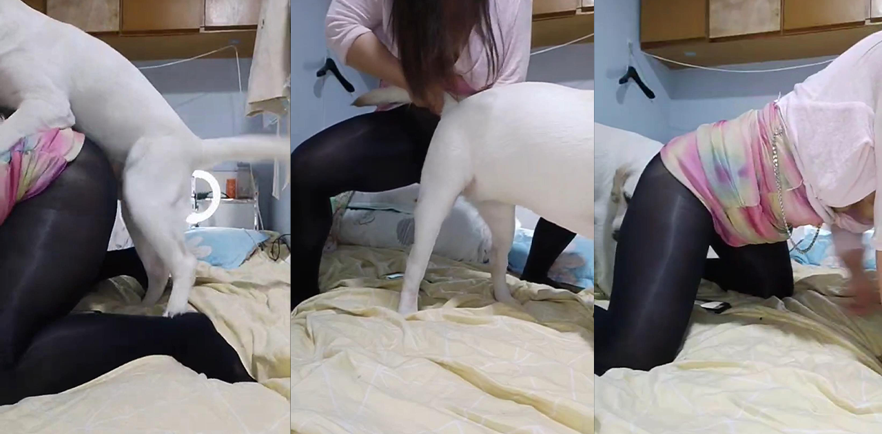 猎奇女主播开档黑丝大战金毛!口活床技全安排~