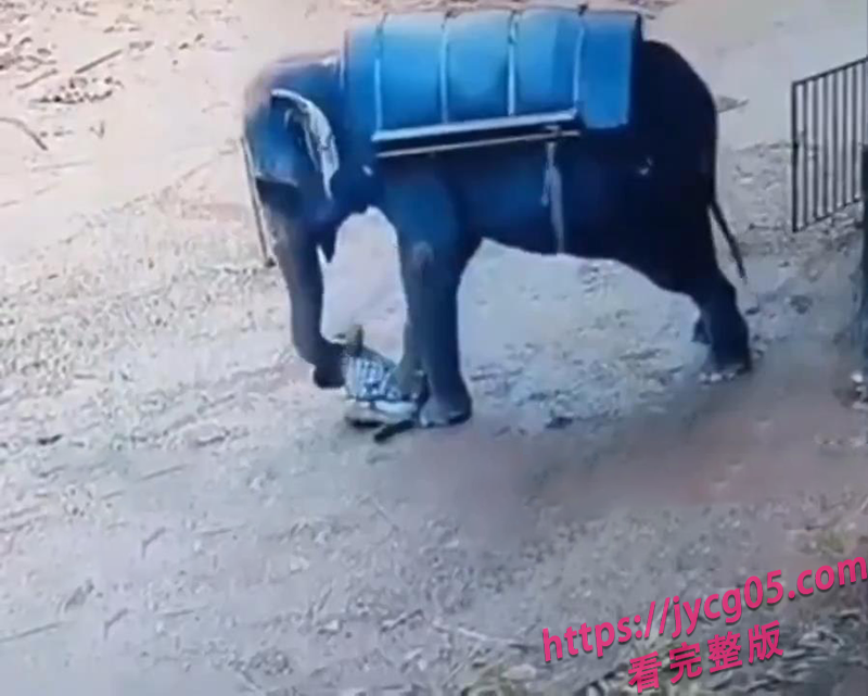 印度驯象师现场被象踩爆！游客还在场！全网曝光！ 配图2