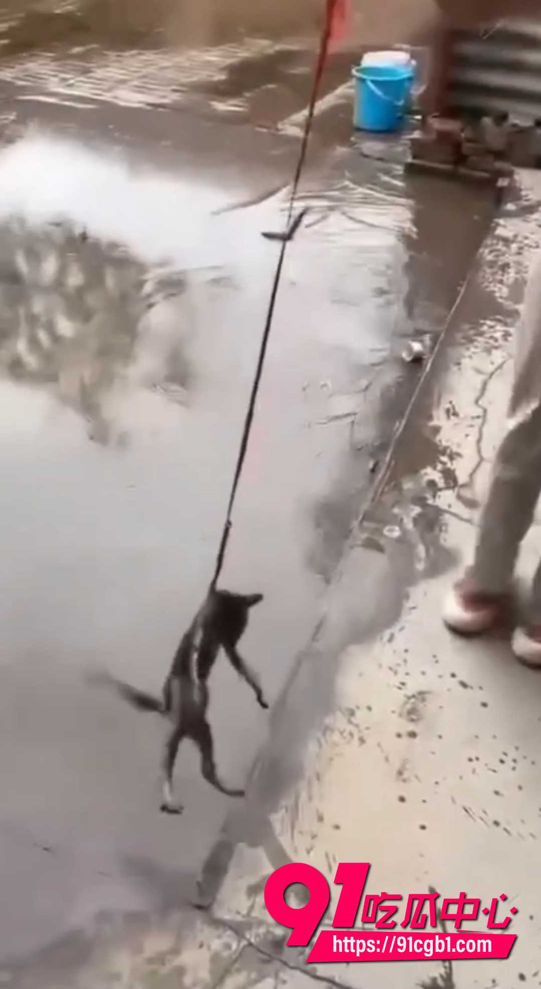 快手女生虐猫视频  7