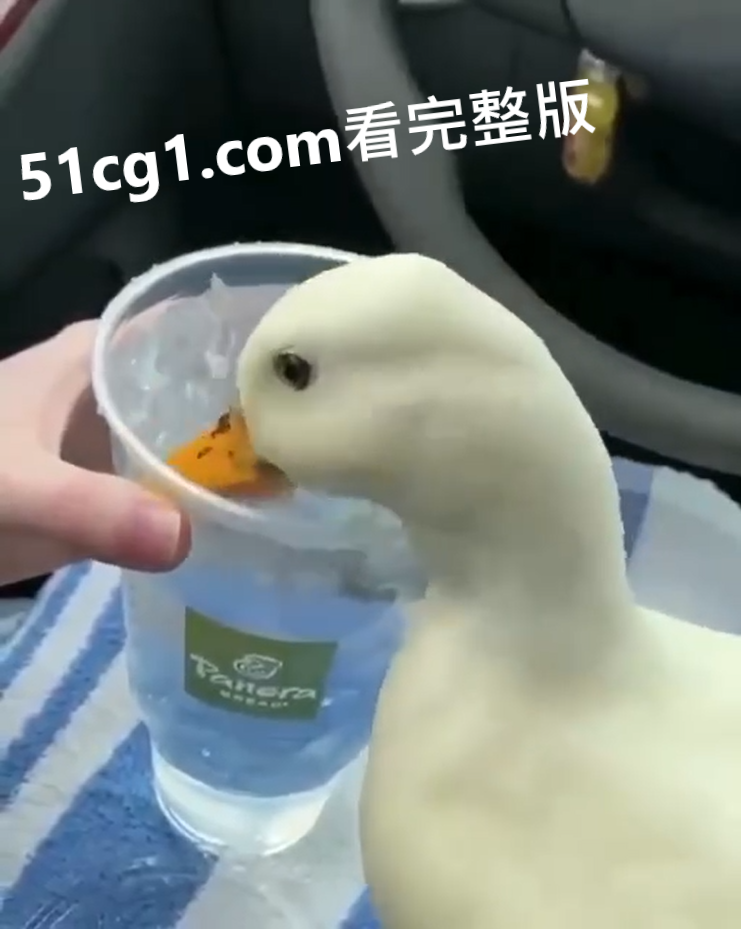 夏日冰爽鸭