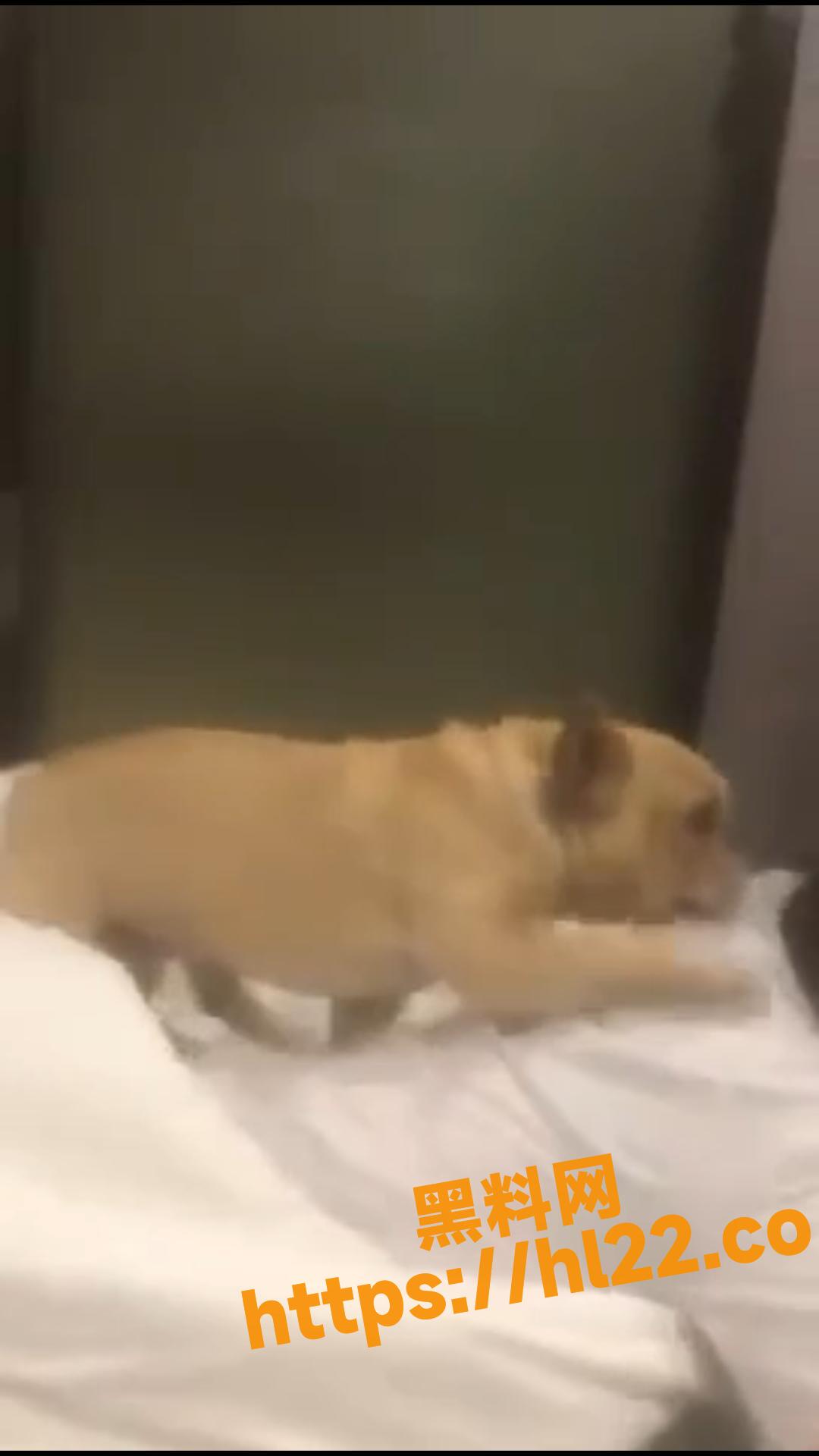 传说中的狗小鬼大，发情期的公狗上来就要强奸自己的美女主人！！！
