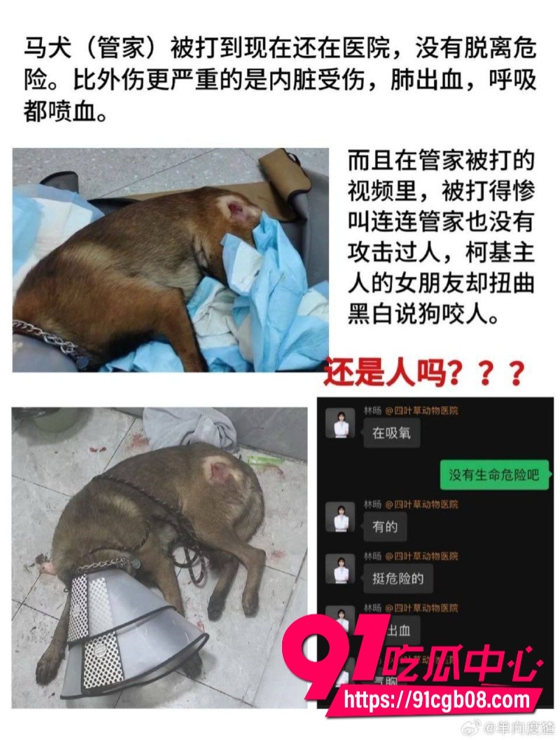 浙江 网友发视频：一男子当街用酒瓶和砖头疯狂打砸一只狗5