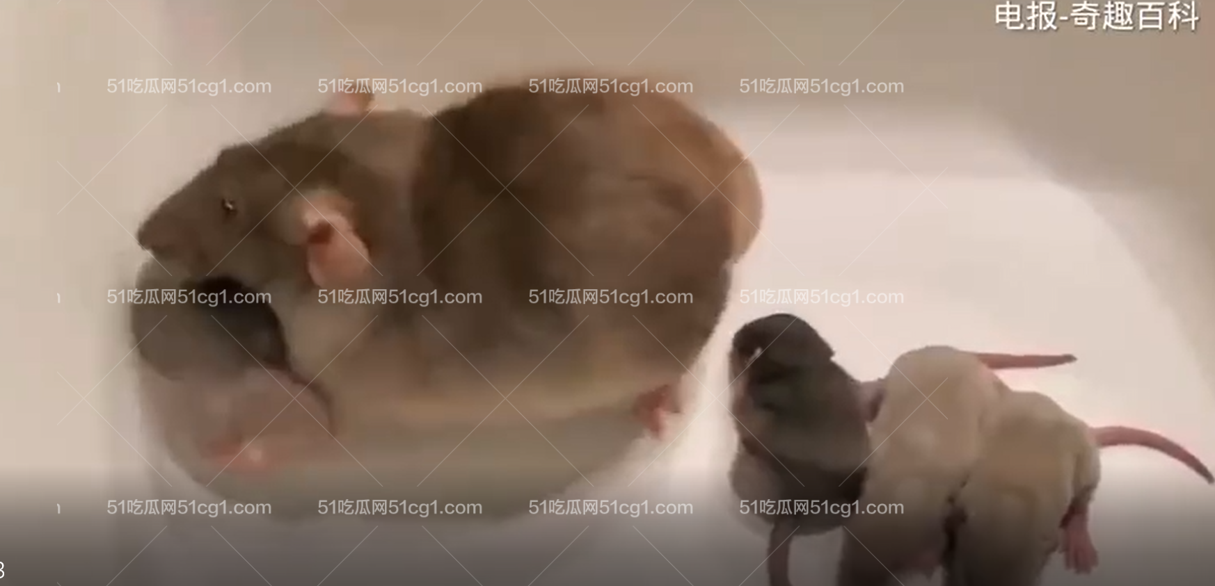 母鼠 展示她的老鼠 宝宝宠物