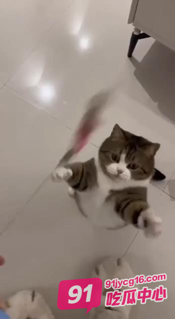 萌宠推荐 可爱的小猫当然要分享给可爱的人~